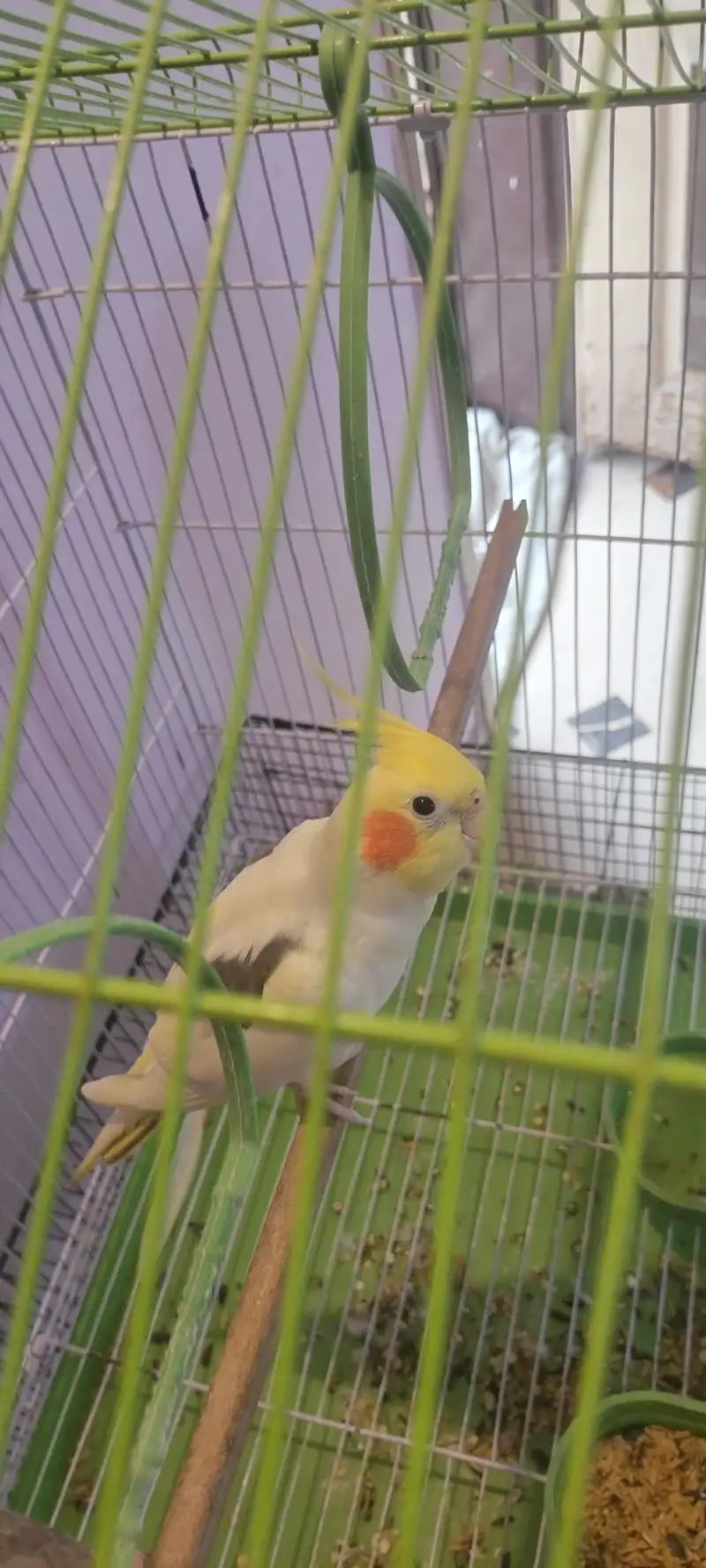 Breeding pair with egg box — photo 2