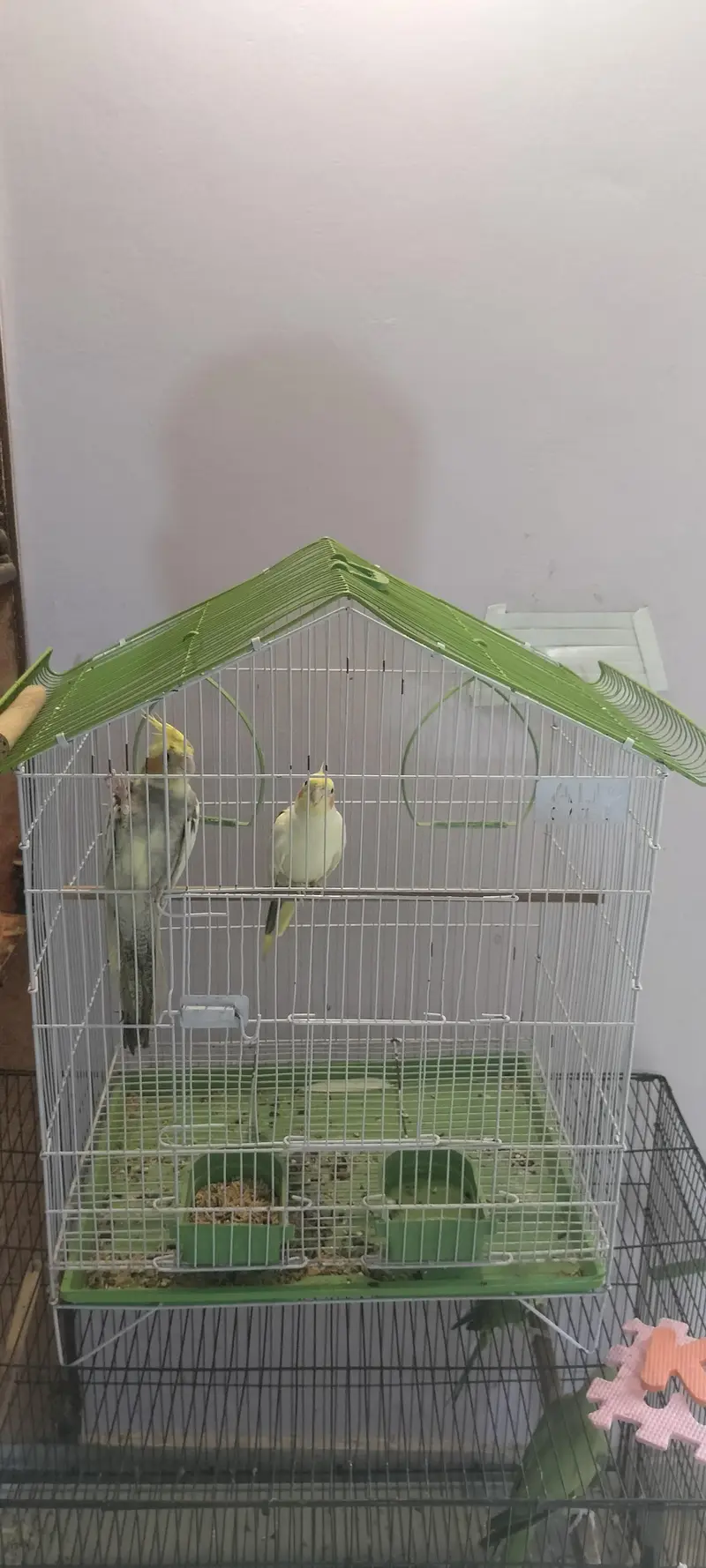 Breeding pair with egg box — photo 3