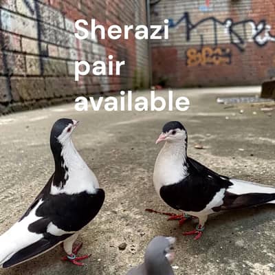 sherazi