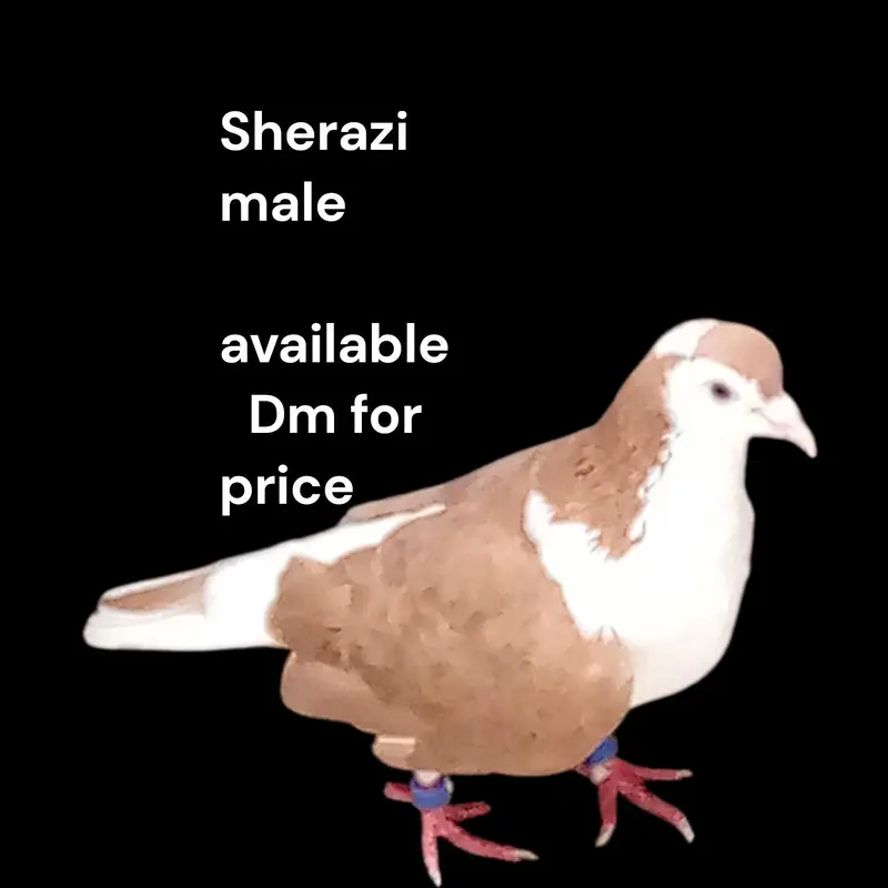 sherazi — photo 2