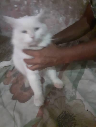 persion cat for sale