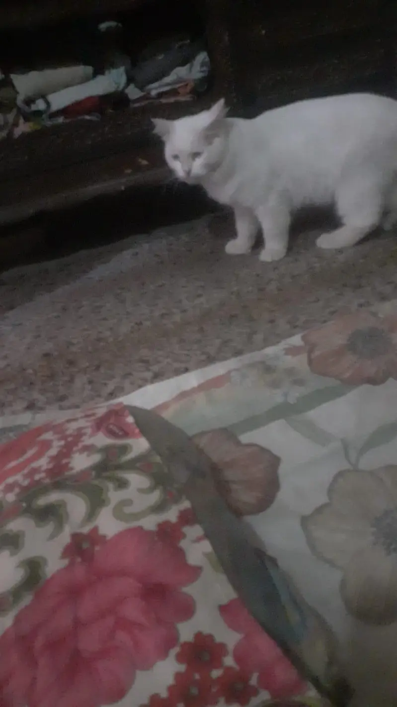 persion cat for sale — photo 2