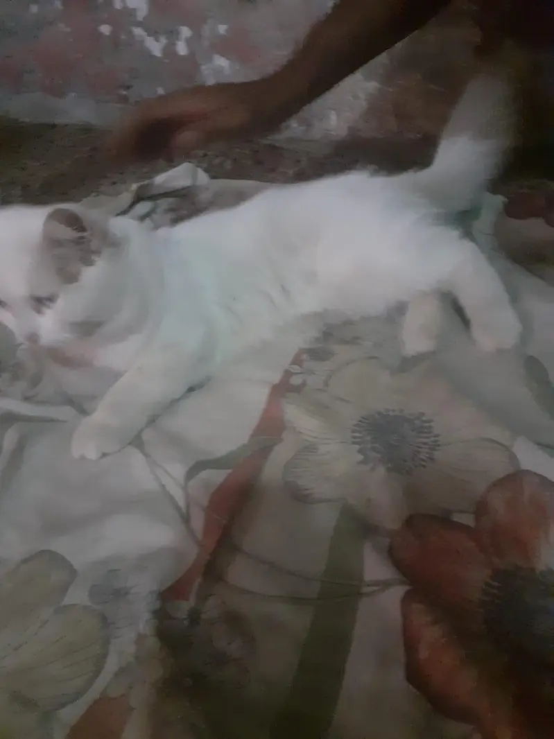 persion cat for sale — photo 3