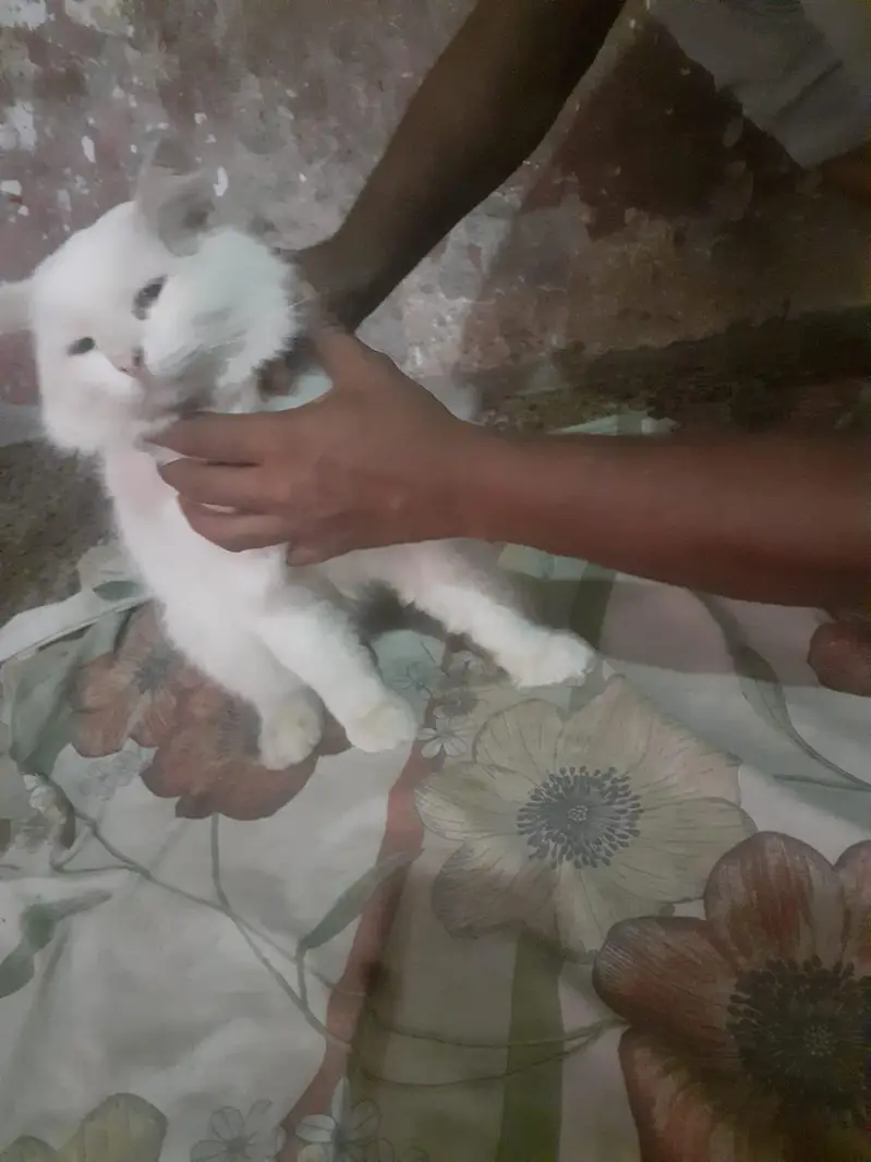persion cat for sale — photo 4