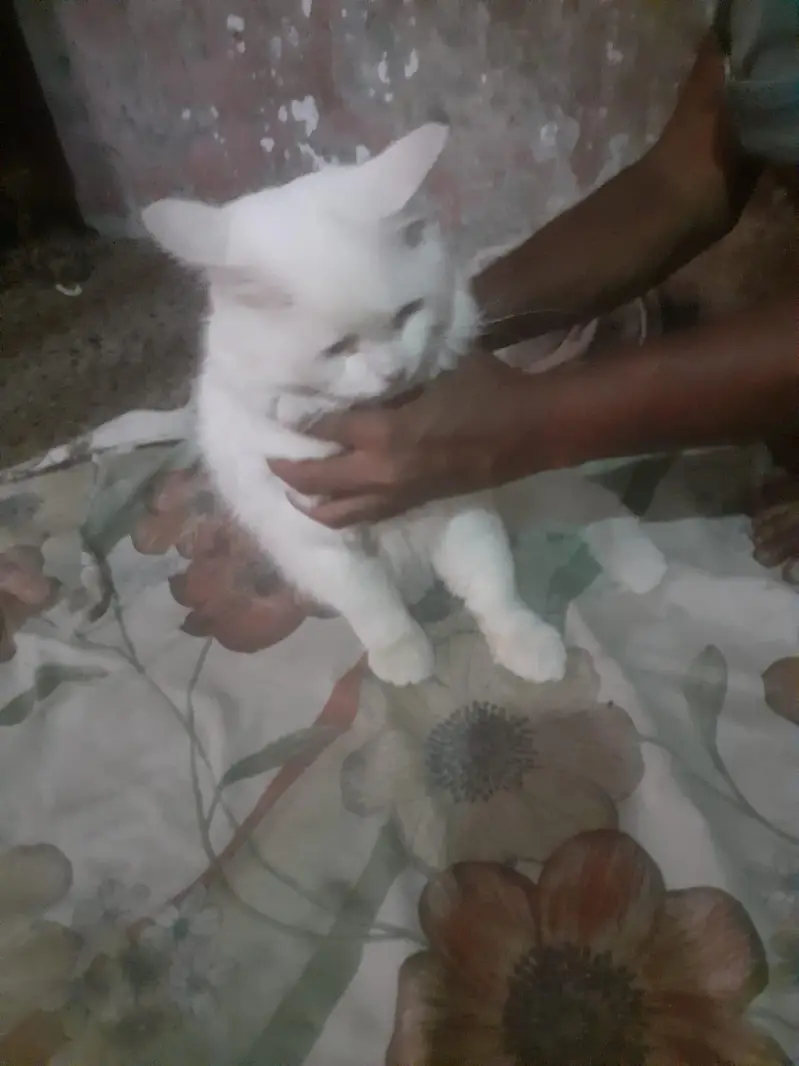 persion cat for sale — photo 5