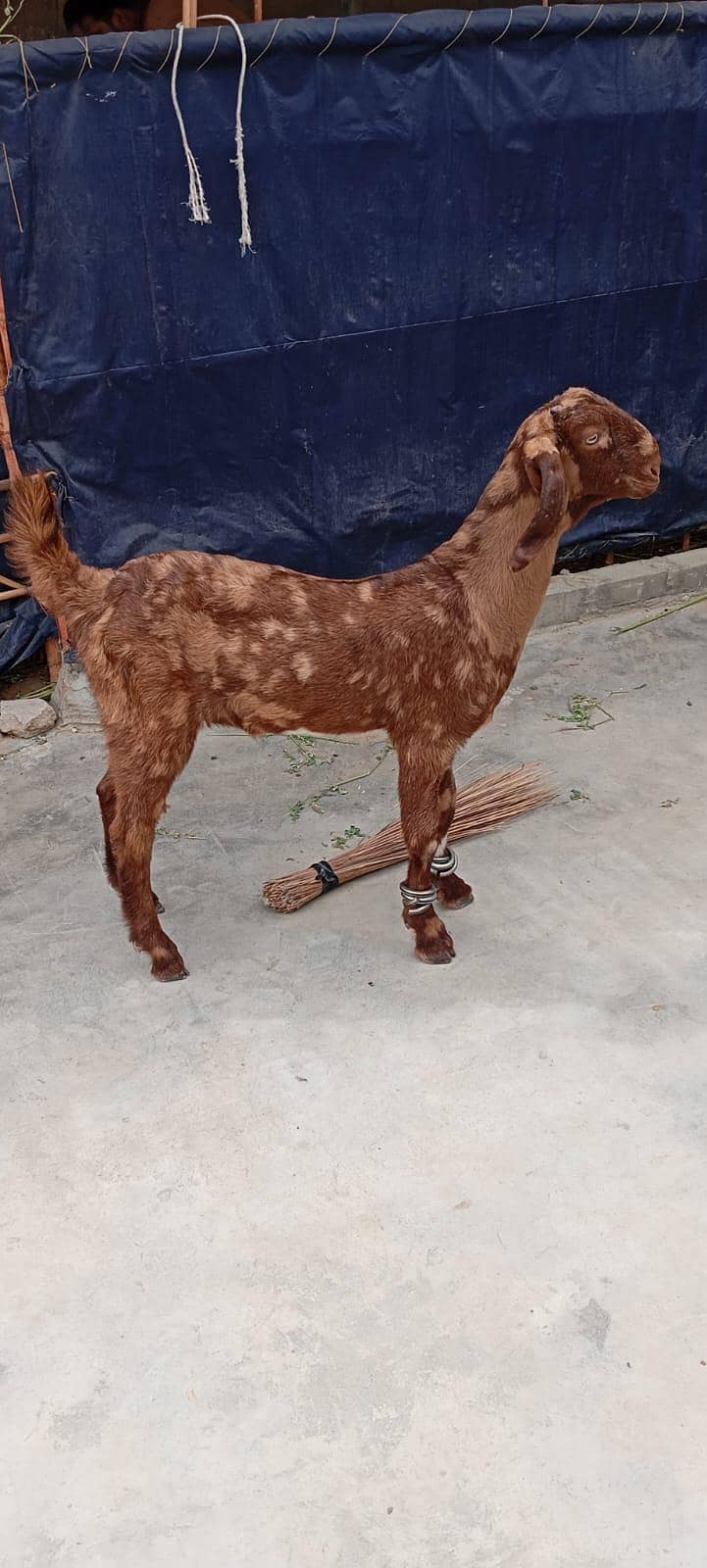 Bakra 1