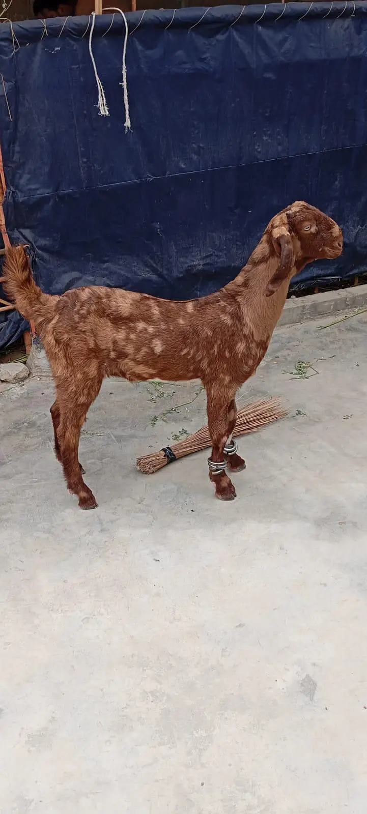 Bakra — photo 2