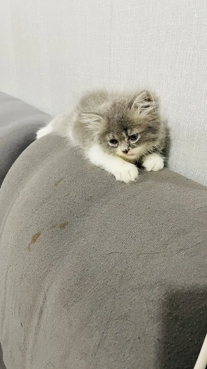 Persian kitten — photo 2