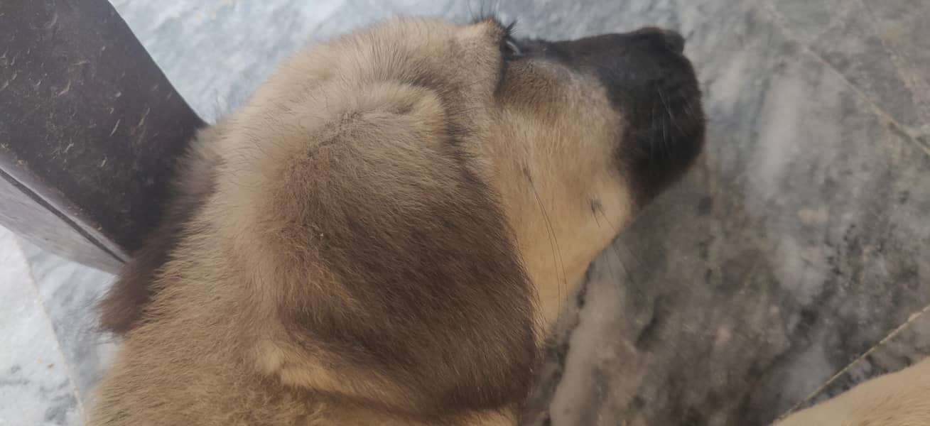 LABRADOR RETRIEVER 5