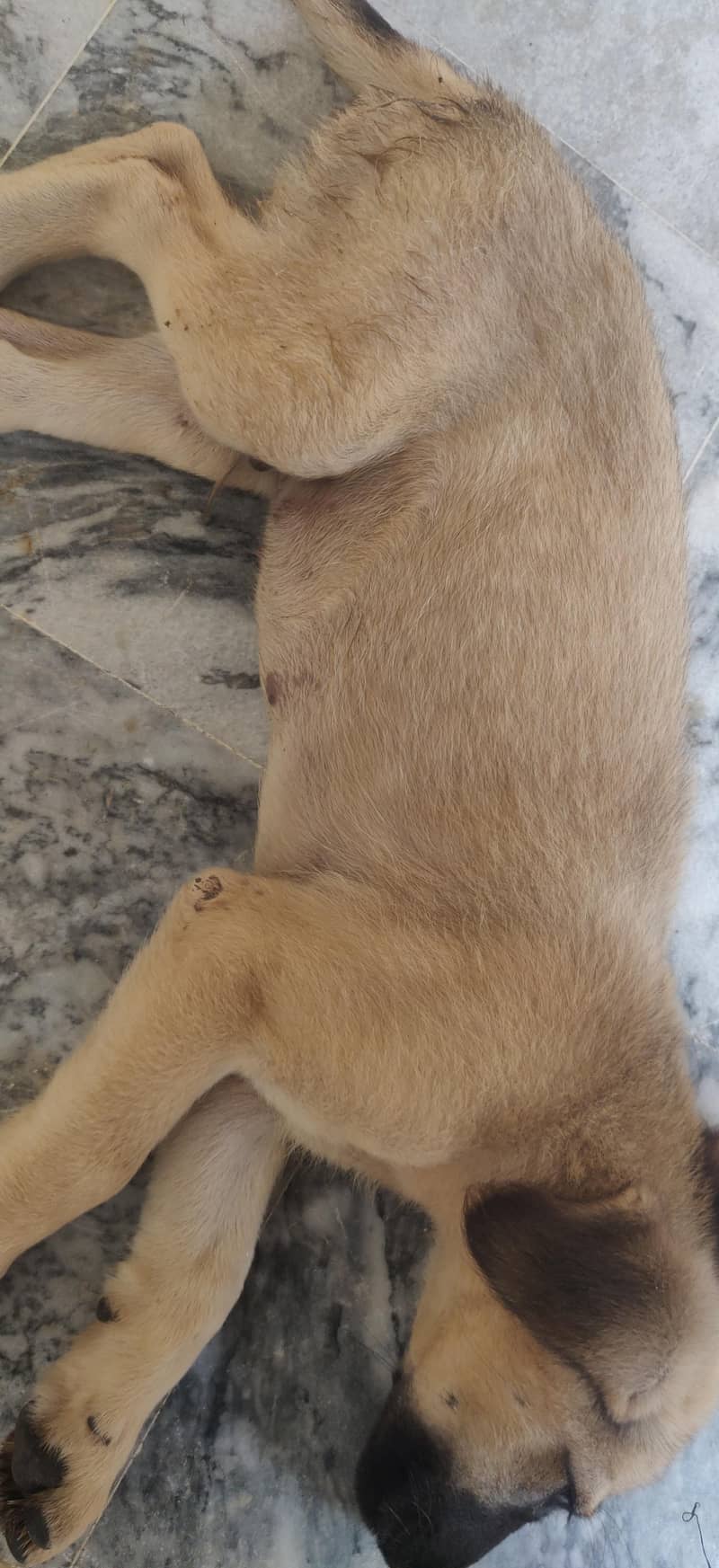 LABRADOR RETRIEVER 7