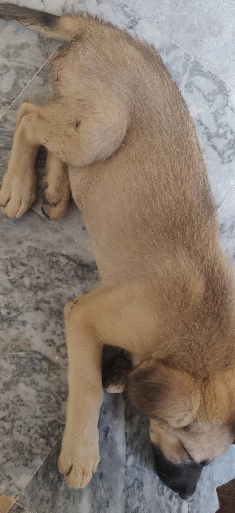 LABRADOR RETRIEVER 8