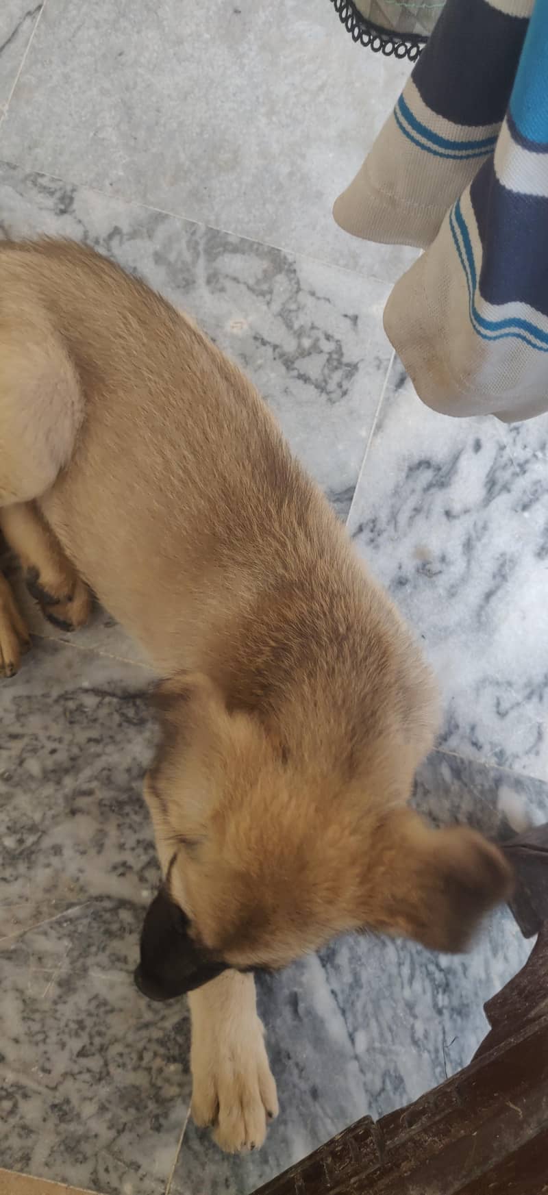 LABRADOR RETRIEVER 9