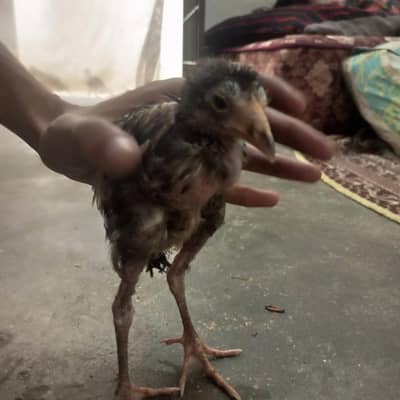 selling aseel chick aseel lasani