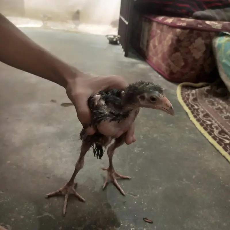 selling aseel chick aseel lasani — photo 2
