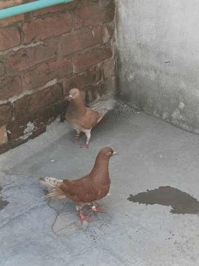 Breeder pair, pathay