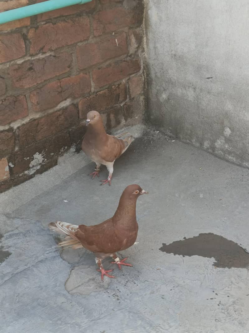 Breeder pair, pathay 0