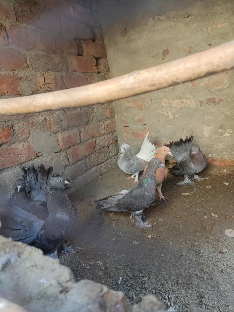 Breeder pair, pathay 2