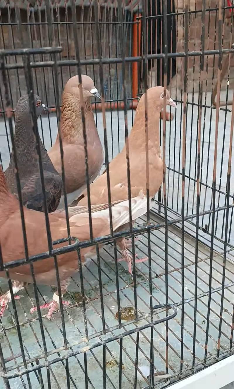 Breeder pair, pathay 3