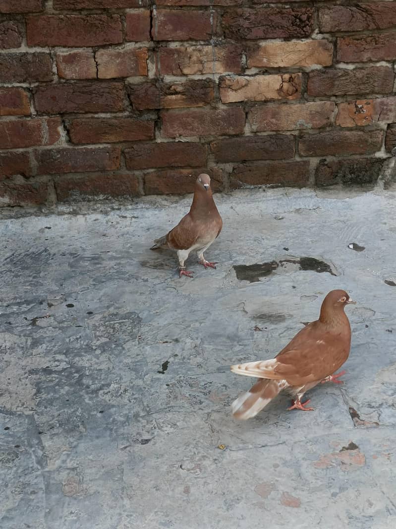 Breeder pair, pathay 5