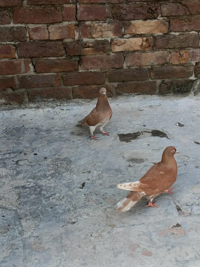 Breeder pair, pathay — photo 6