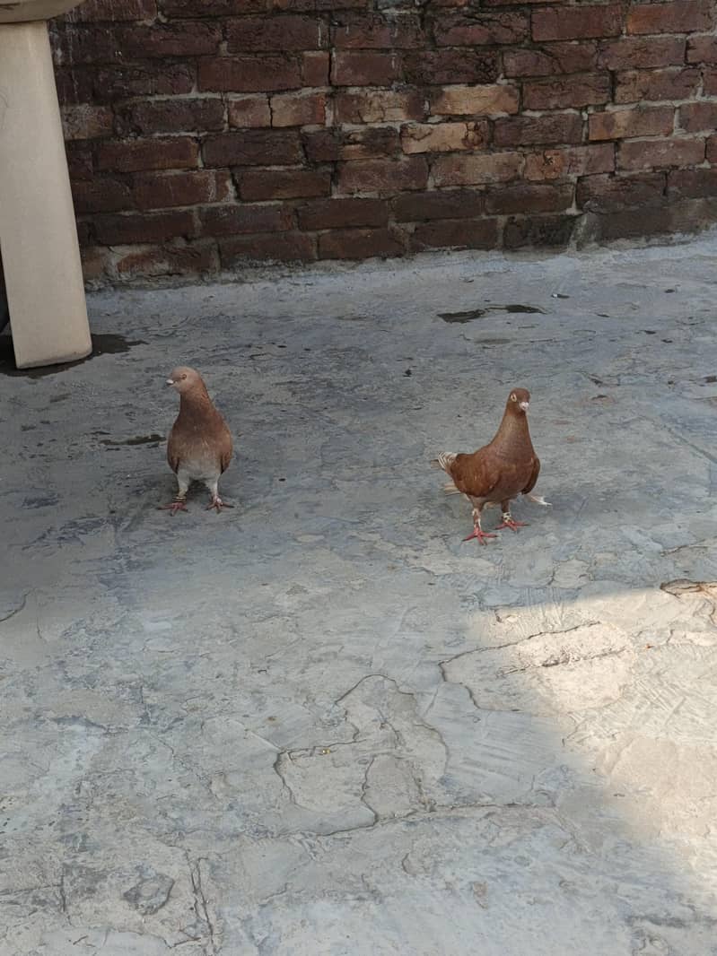 Breeder pair, pathay 6