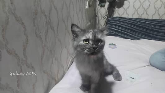 home Persian femail cat