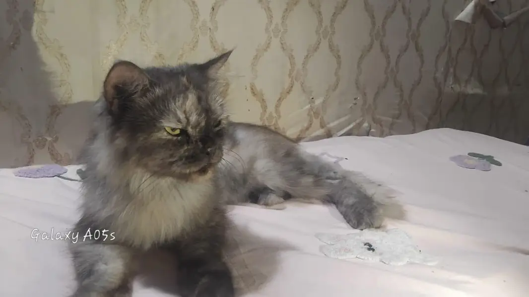 home Persian femail cat — photo 2