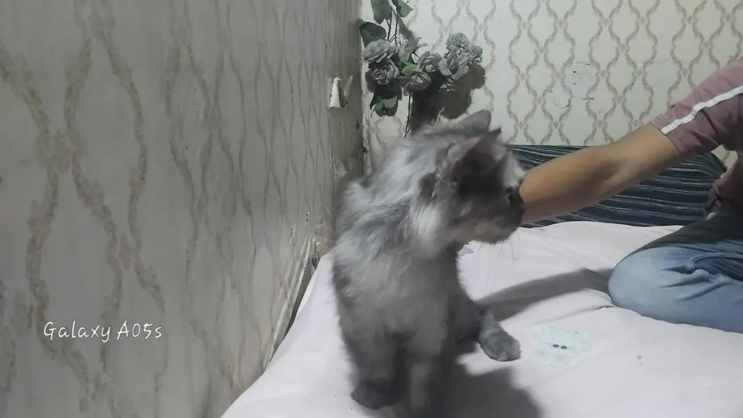 home Persian femail cat — photo 3