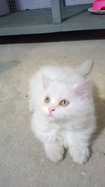 persian kitten double coat grey eyes for urgent sale
