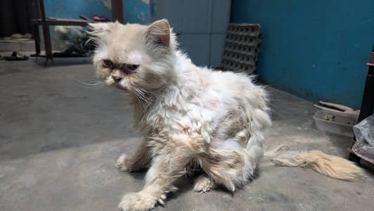 punch face( peke face cat)