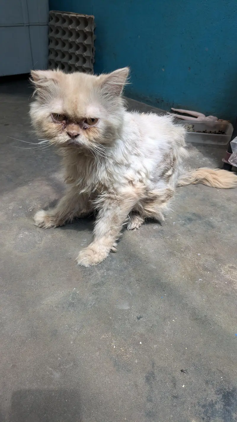 punch face( peke face cat) — photo 4