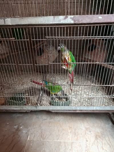 green cheek conure