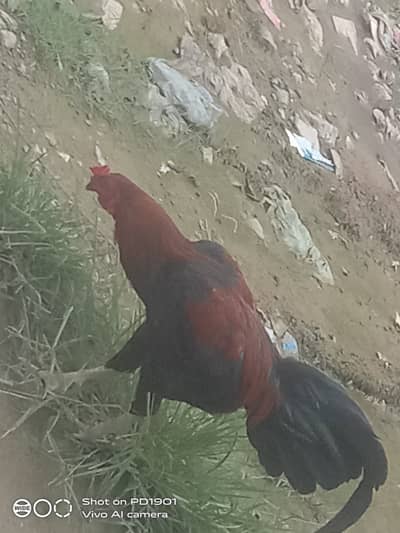 MURGHA FOR SALE
