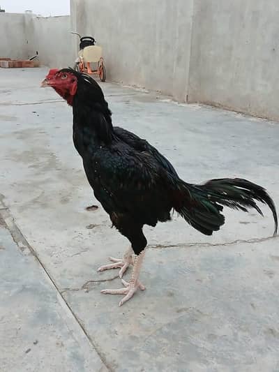 kala Aseel male