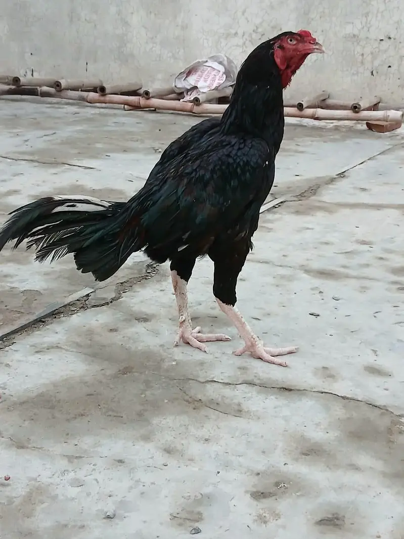 kala Aseel male — photo 2