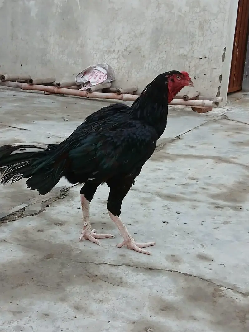 kala Aseel male — photo 3