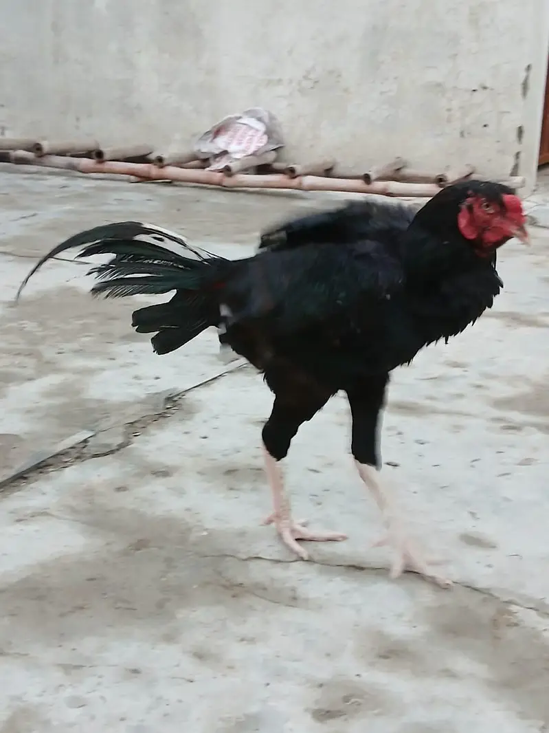 kala Aseel male — photo 4
