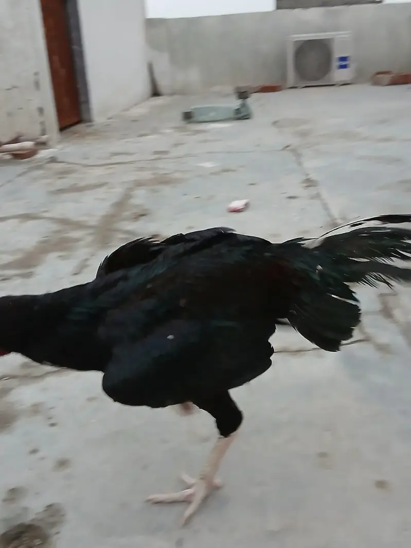 kala Aseel male — photo 5