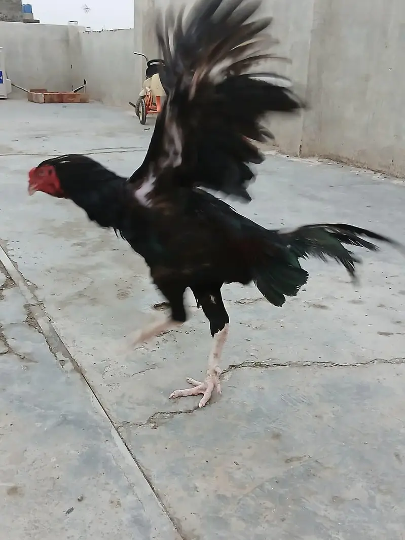 kala Aseel male — photo 6