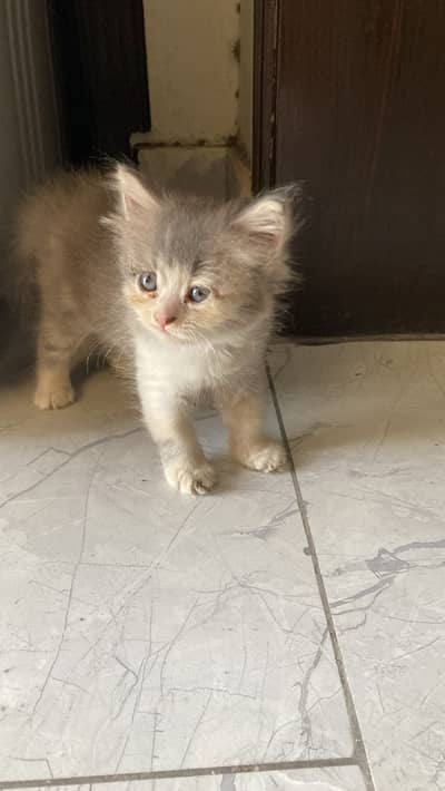 Persian female kitten