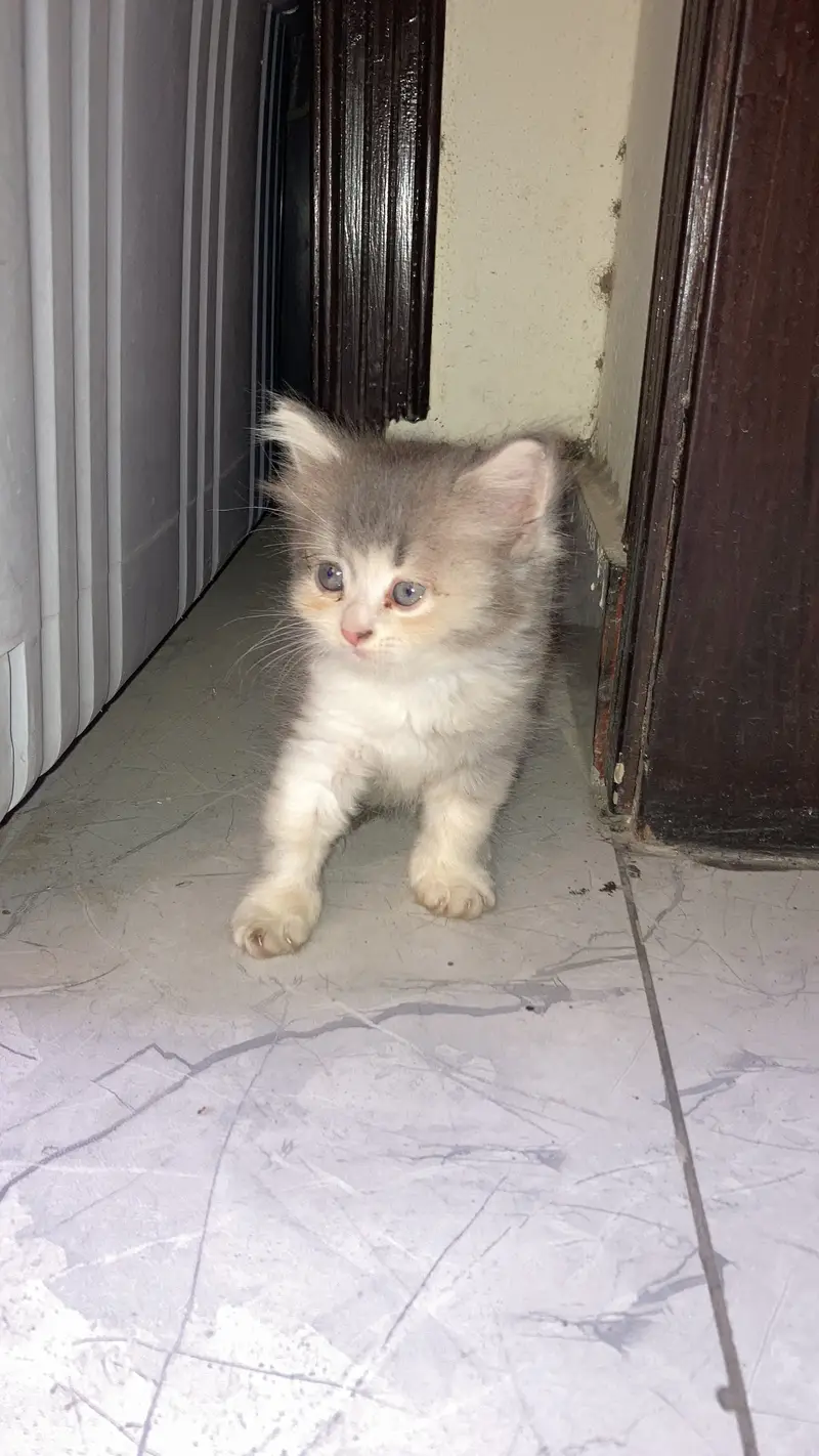 Persian female kitten — photo 2