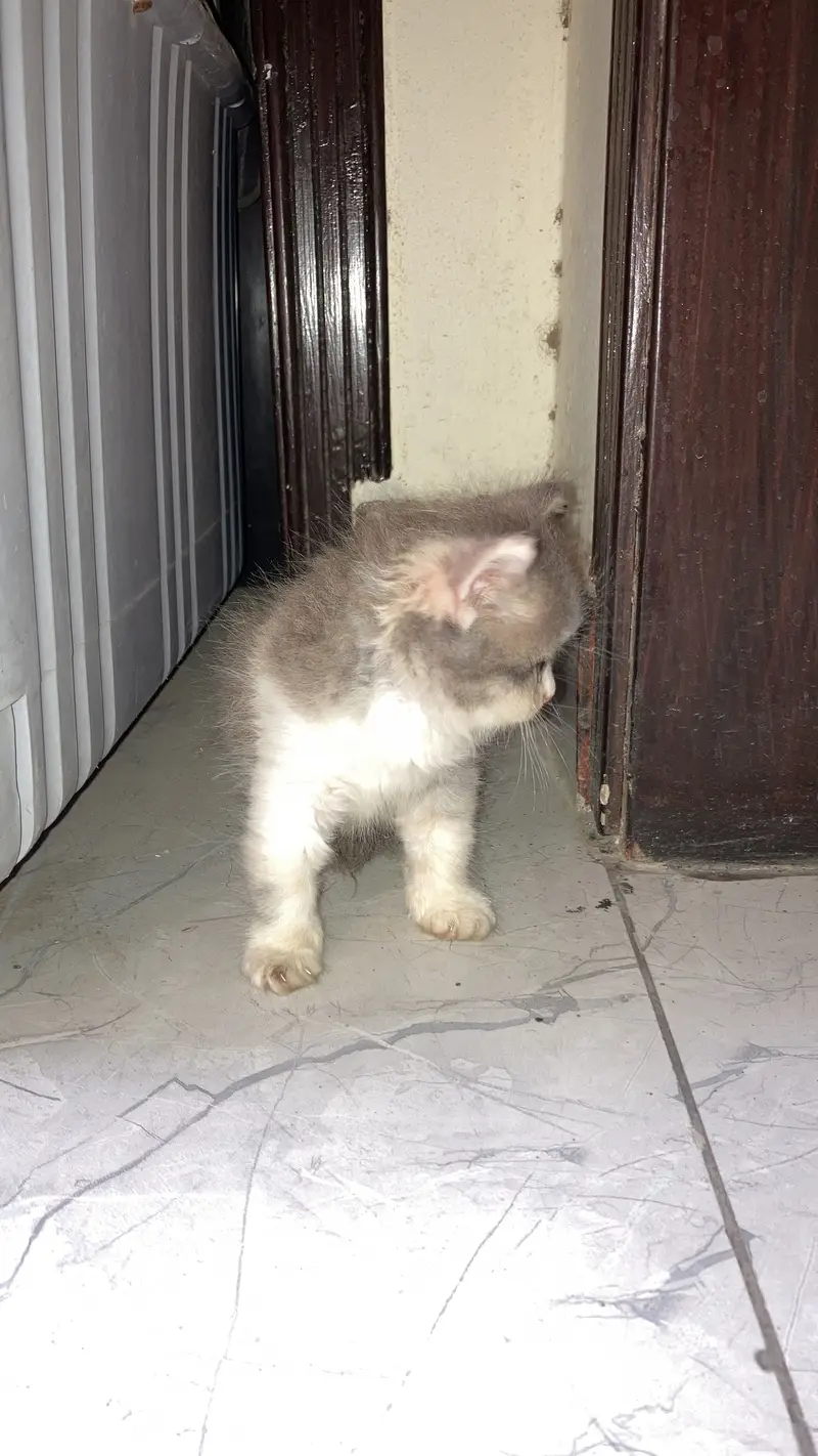 Persian female kitten — photo 3
