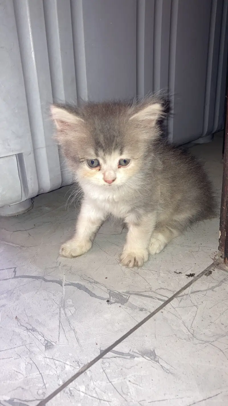 Persian female kitten — photo 5