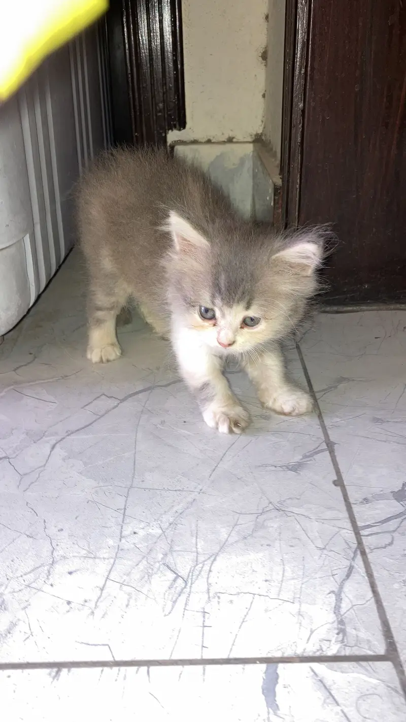 Persian female kitten — photo 6