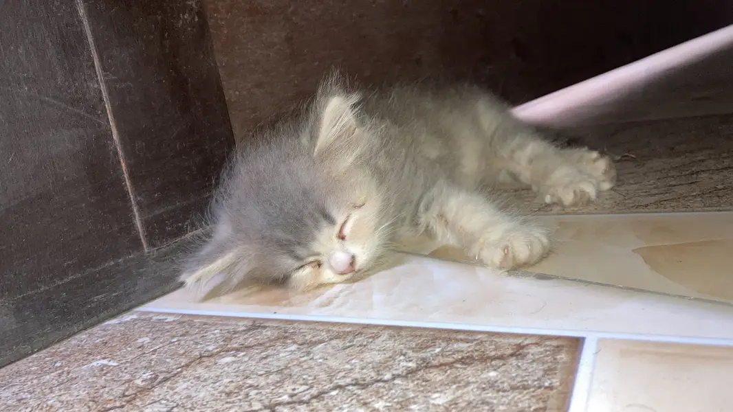 Persian female kitten — photo 7