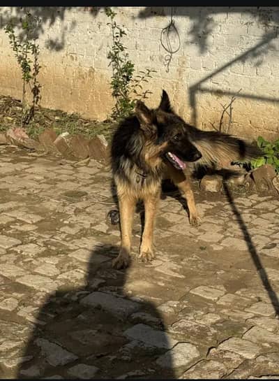 German shepherd