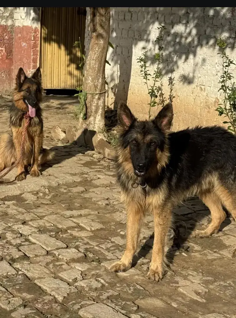 German shepherd — photo 2