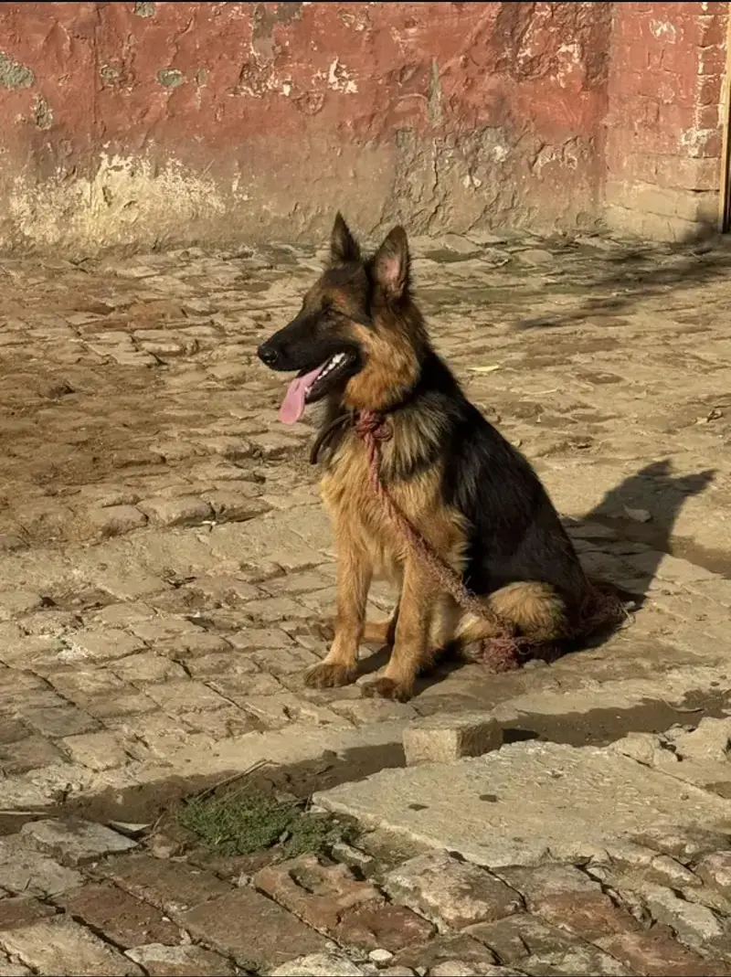 German shepherd — photo 3