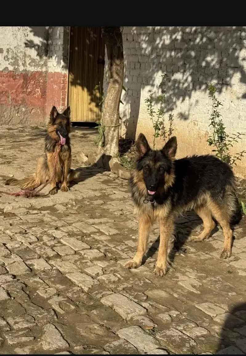 German shepherd — photo 4