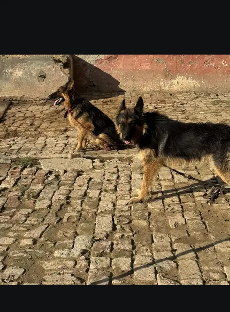 German shepherd — photo 5